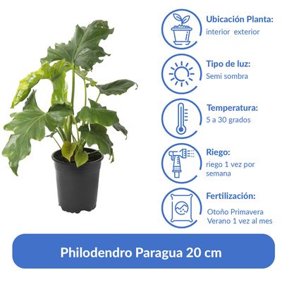 Imagen 2 del producto Philodendro Paragua 20 cm Natural CT13