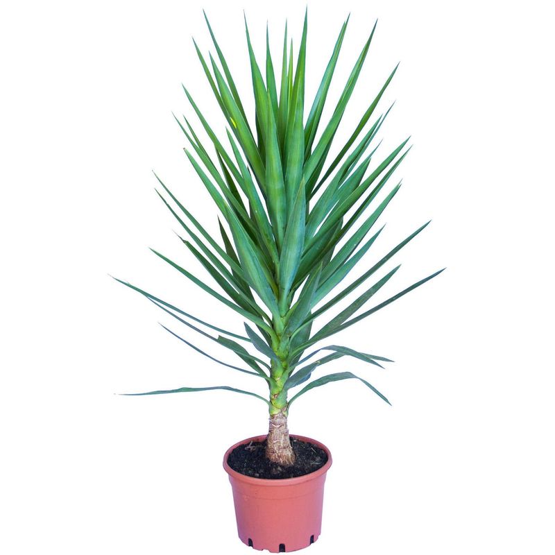 LAS BANDURRIAS - Yucca 60 cm Natural CT32