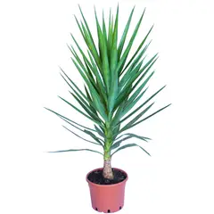LAS BANDURRIAS - Yucca 60 cm Natural CT32