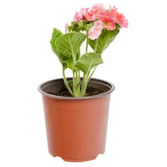 FLORES DE MI TIERRA - Arreglo Verano Petunia x 3 Tricolor Natural CT17