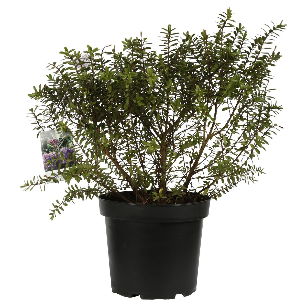 LAS BANDURRIAS - Verónica Compacta Natural 0.3 m