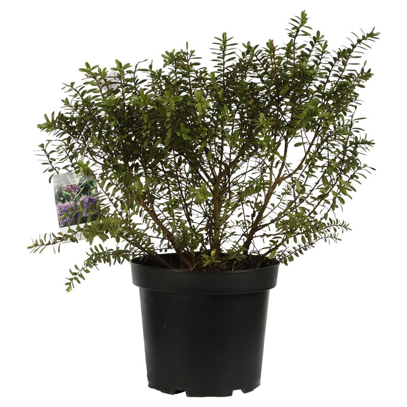 LAS BANDURRIAS - Verónica Compacta Natural 0.3 m