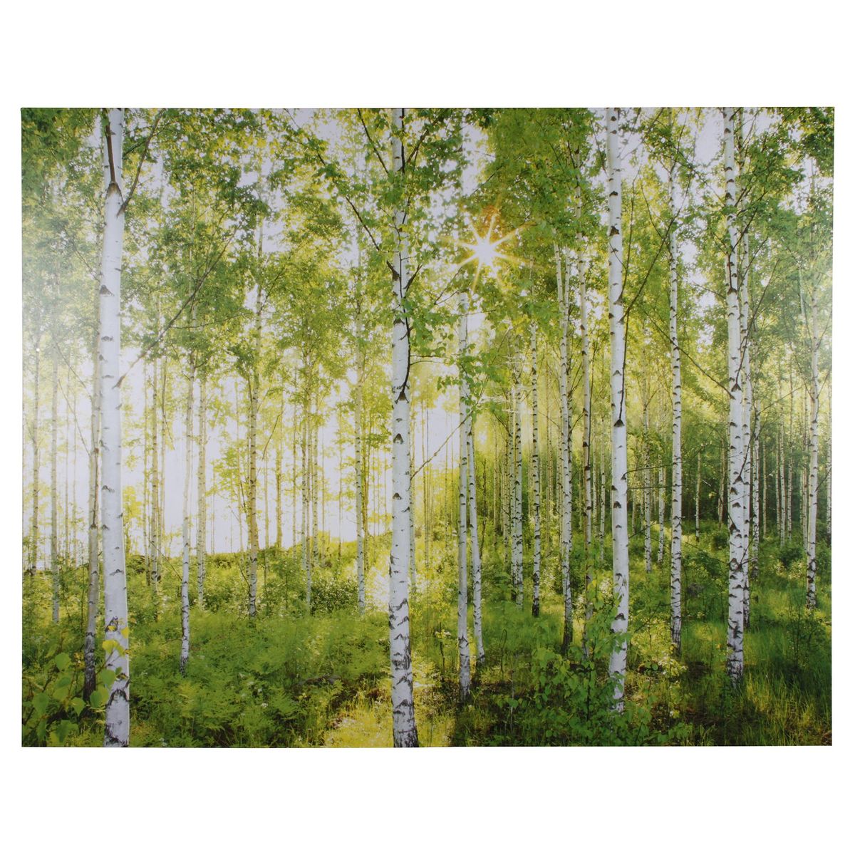 KOMAR - Papel Fotomural 8 Paneles Bosque Haya 