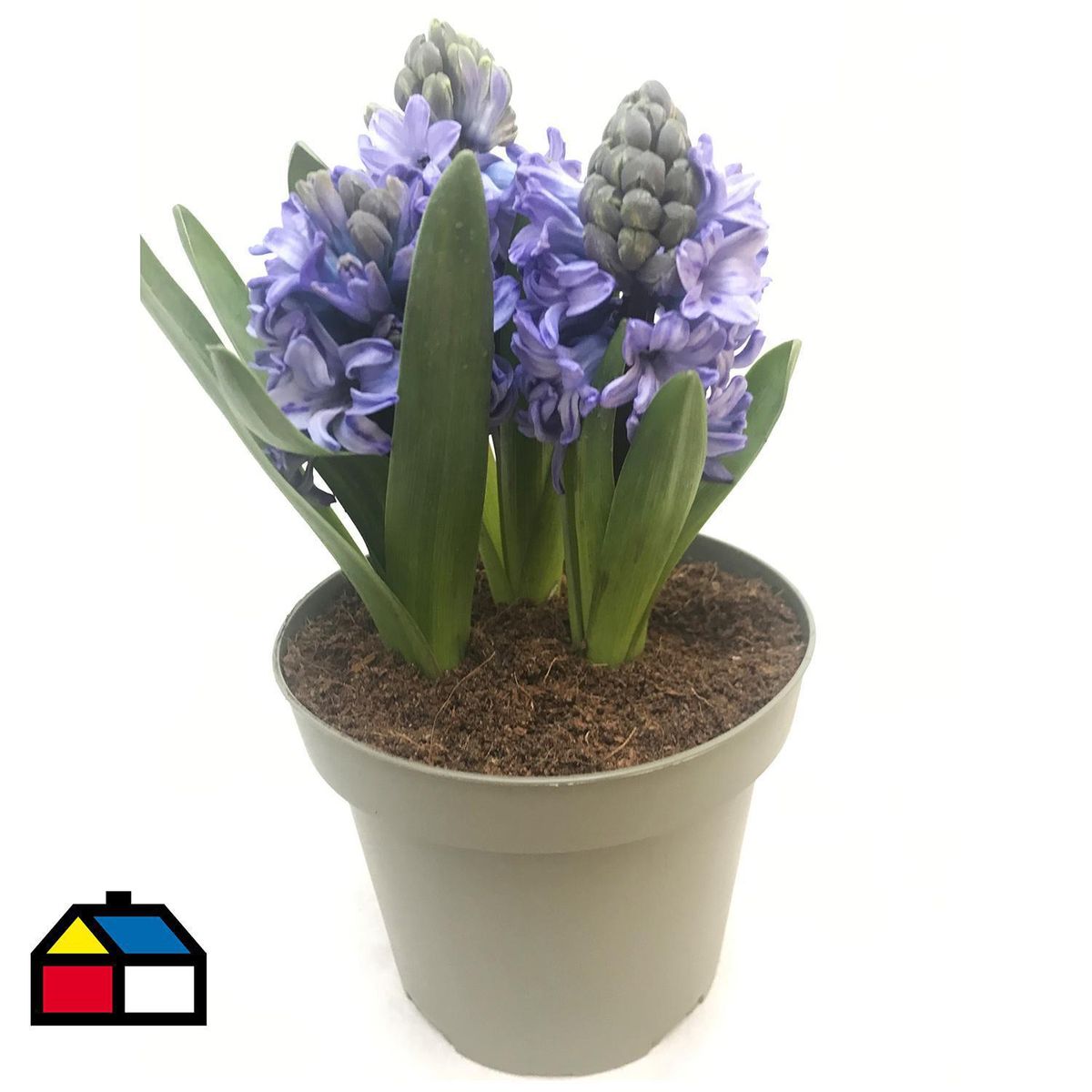 PAZ Y FLORA - Jacinto x 3 Bulbos 15 cm Natural CT15