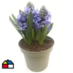 PAZ Y FLORA - Jacinto x 3 Bulbos 15 cm Natural CT15