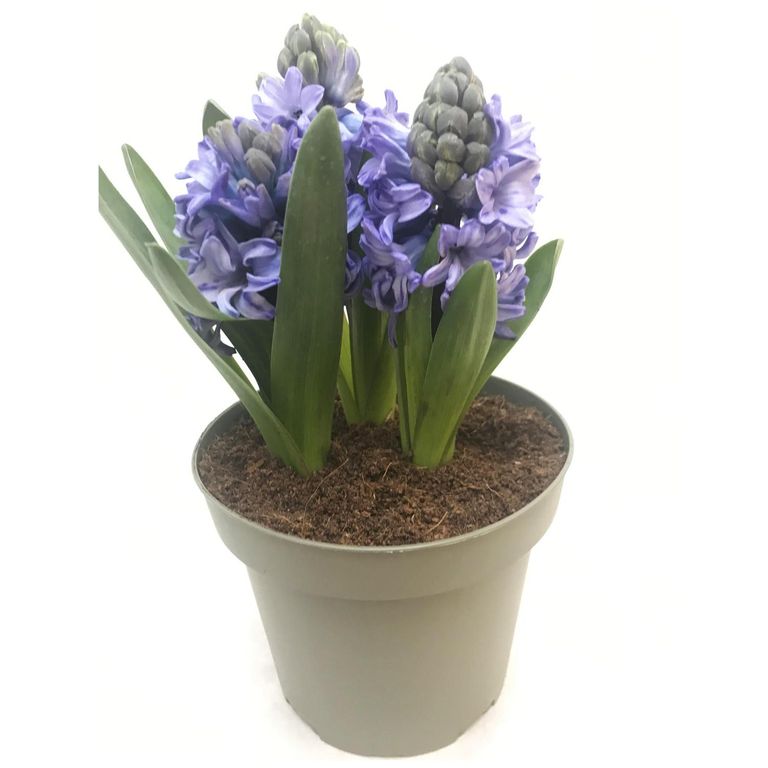 Jacinto x 3 Bulbos 15 cm Natural CT15