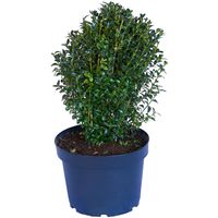 Arbusto Boj Verde Natural