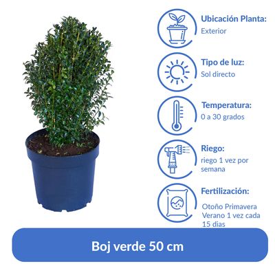Imagen 2 del producto Arbusto Boj Verde Natural