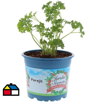 Perejil 10 cm Natural CT12