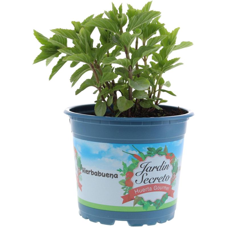 JARDIN SECRETO - Hierbabuena 10 cm Natural CT12