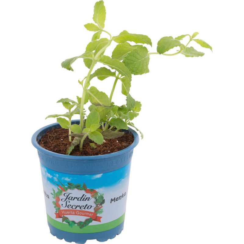 JARDIN SECRETO - Menta 10 cm Natural CT12