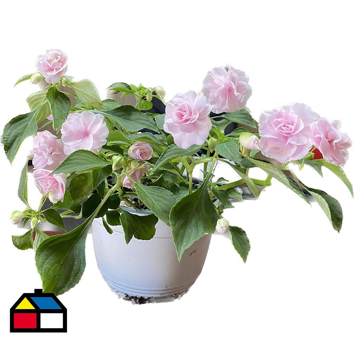 FLORES DE MI TIERRA - Planta Alegría Del Hogar 10 cm Natural CT25