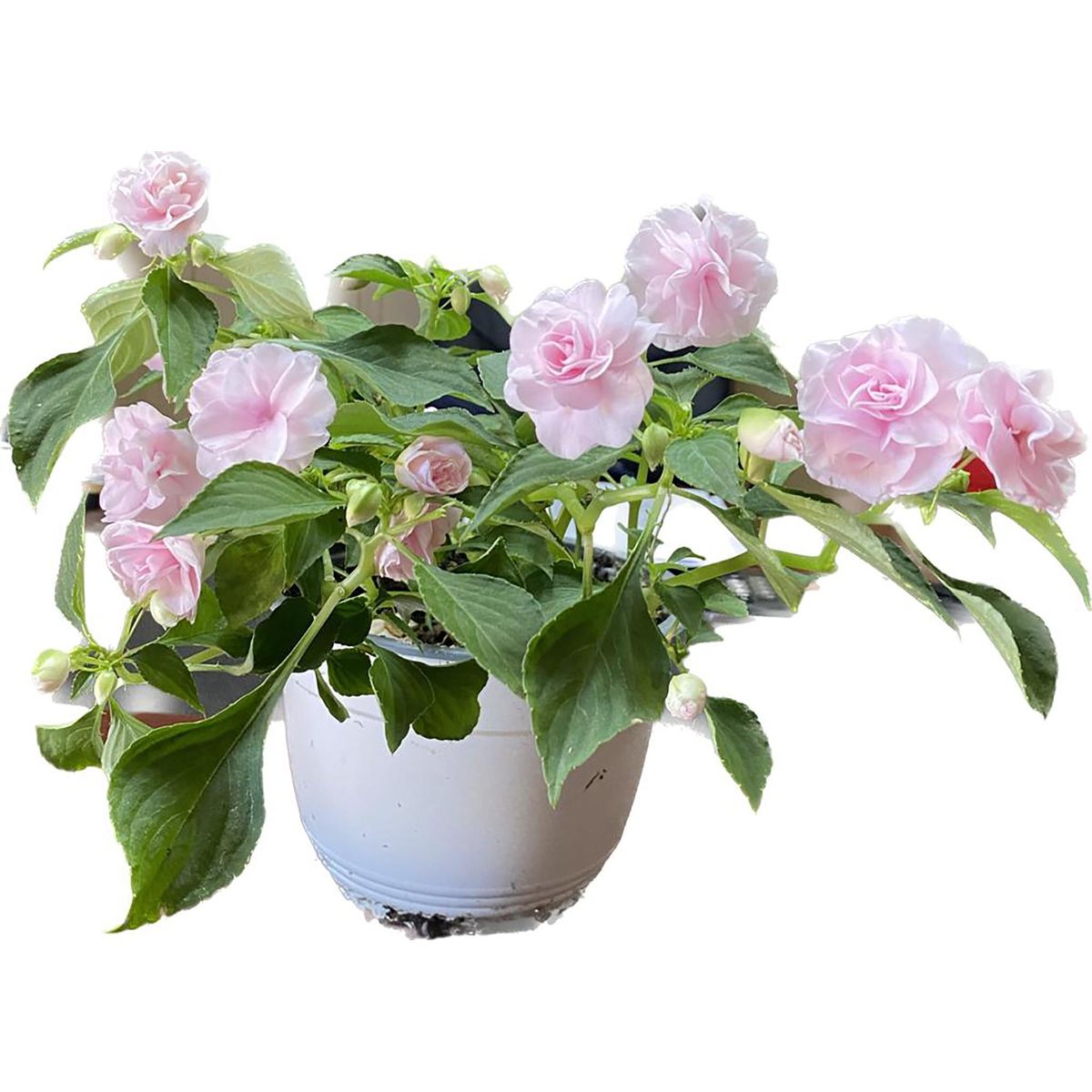 FLORES DE MI TIERRA - Planta Alegría Del Hogar 10 cm Natural CT25