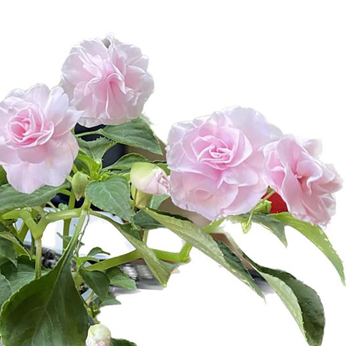 FLORES DE MI TIERRA - Planta Alegría Del Hogar 10 cm Natural CT25