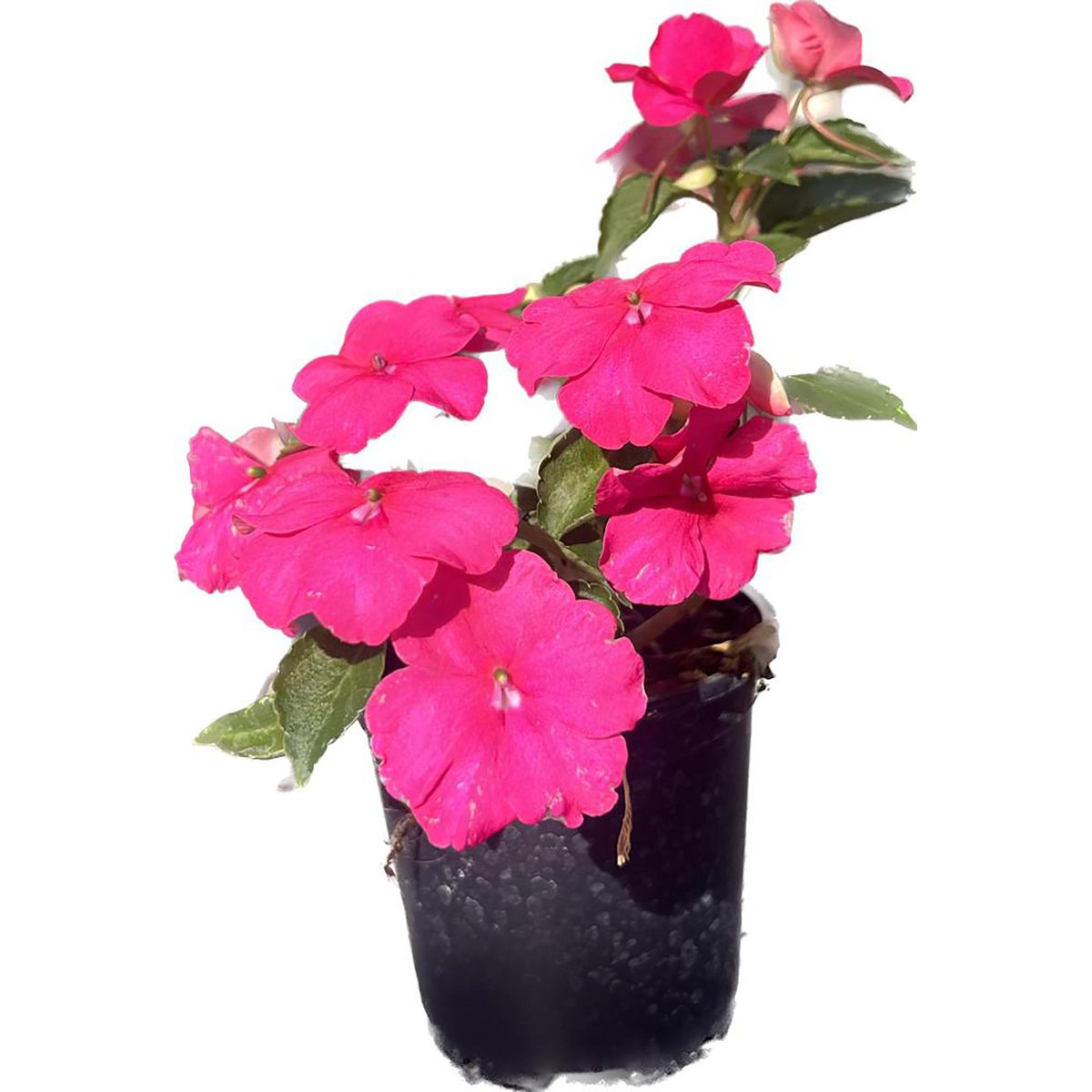 LAS BANDURRIAS - Alegría del Hogar 10 cm Natural CT10