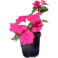 Alegría del Hogar 10 cm Natural CT10