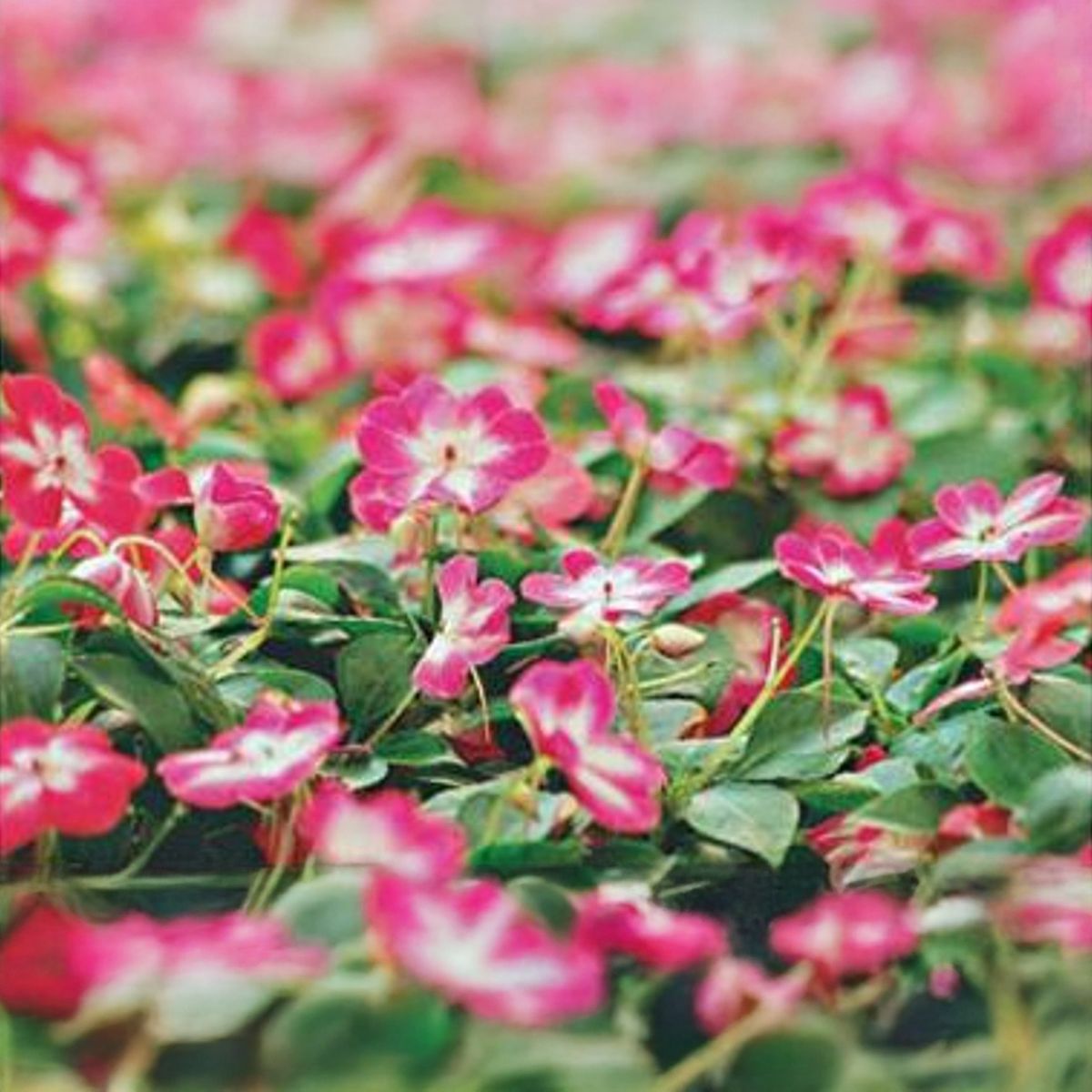 LAS BANDURRIAS - Alegría del Hogar 10 cm Natural CT10