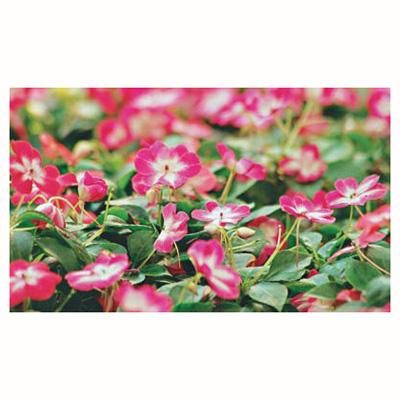 Imagen 2 del producto Alegría del Hogar 10 cm Natural CT10