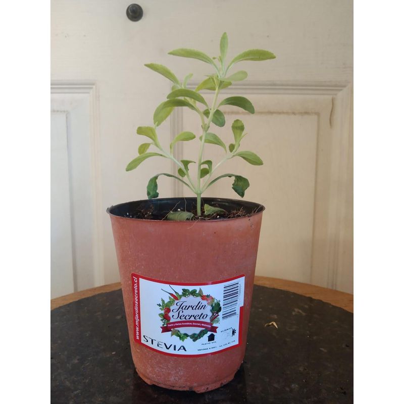 JARDIN SECRETO - Stevia 10 cm Natural CT12