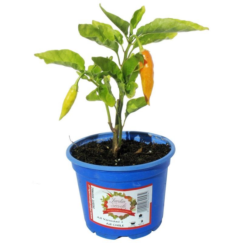JARDIN SECRETO - Ají Chileno 20 cm Natural CT12