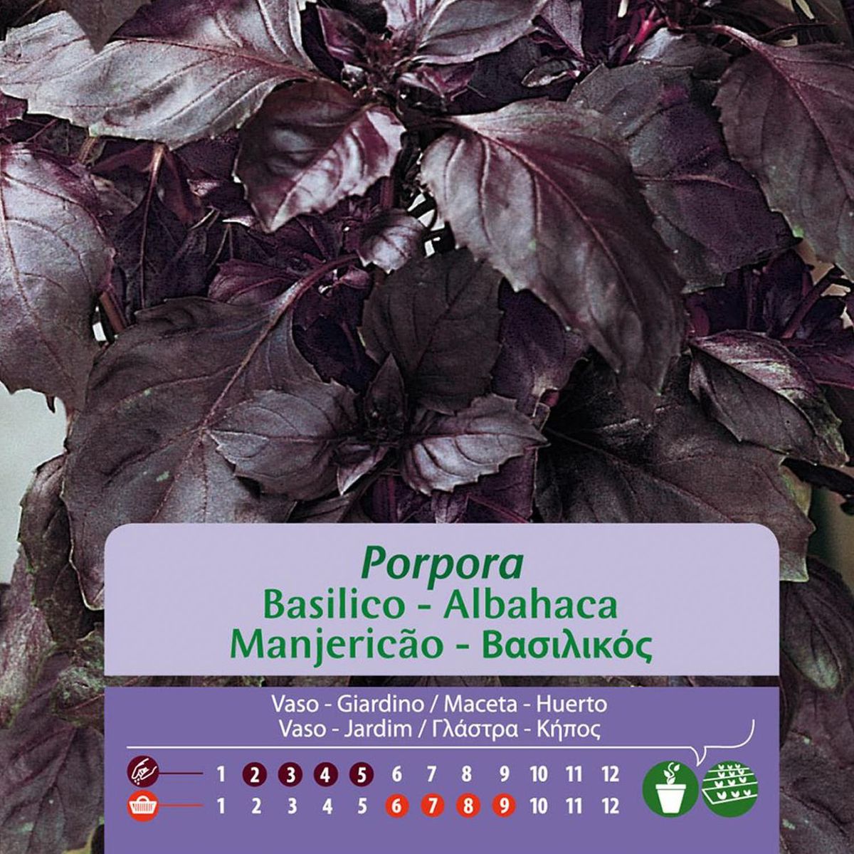 VILMORIN - Semilla Albahaca Púrpura 1 gr Sachet