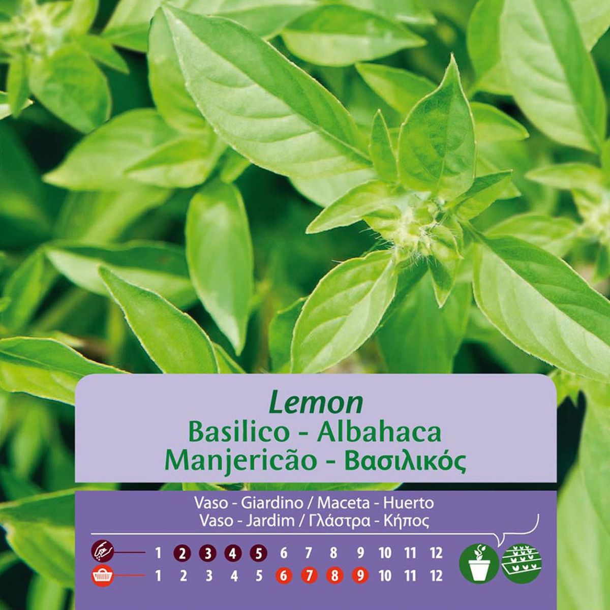 VILMORIN - Mix Semillas Aromáticas Albahaca y Limón Sachet 1 gr Sachet