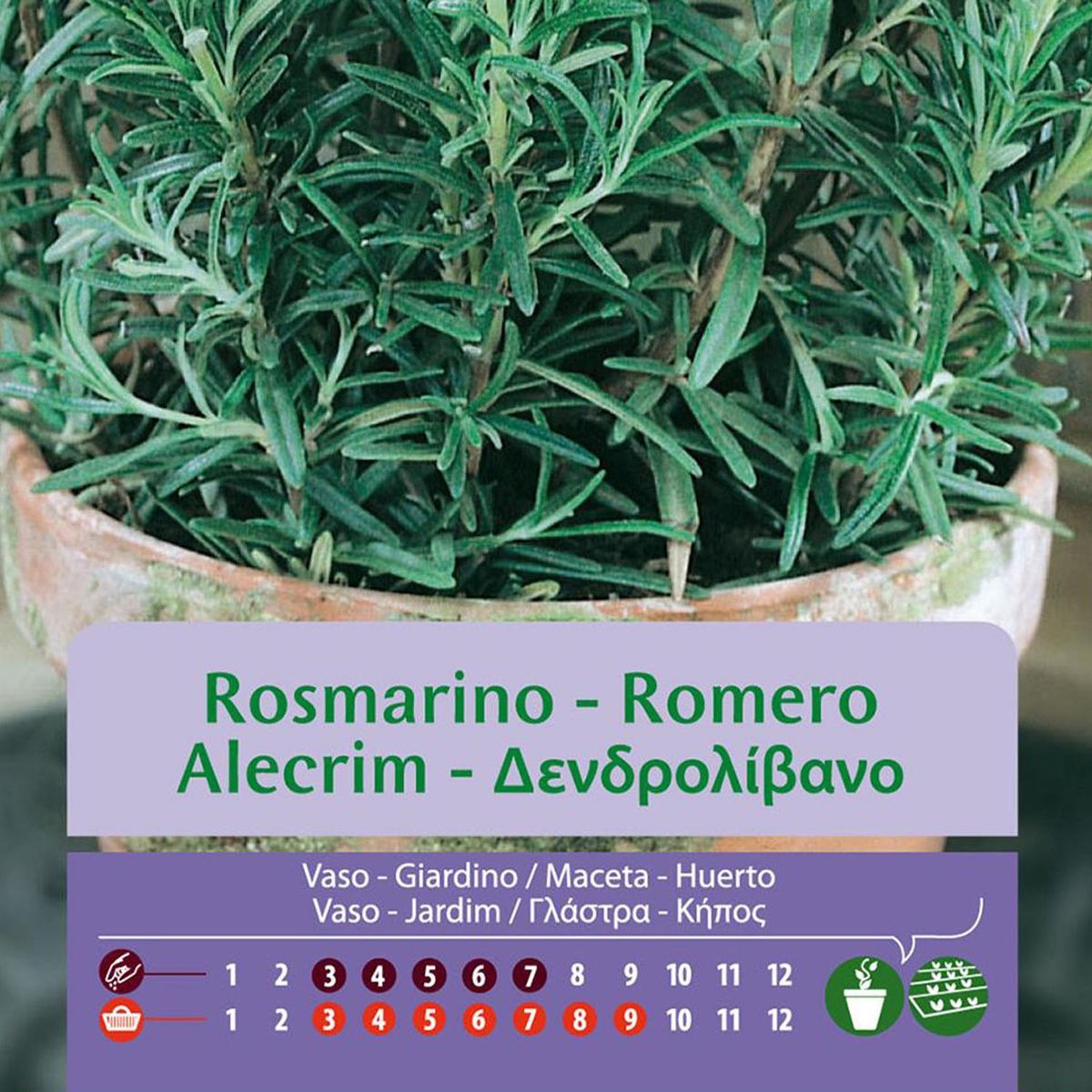 VILMORIN - Semilla Romero Sachet 0.3 gr Sachet