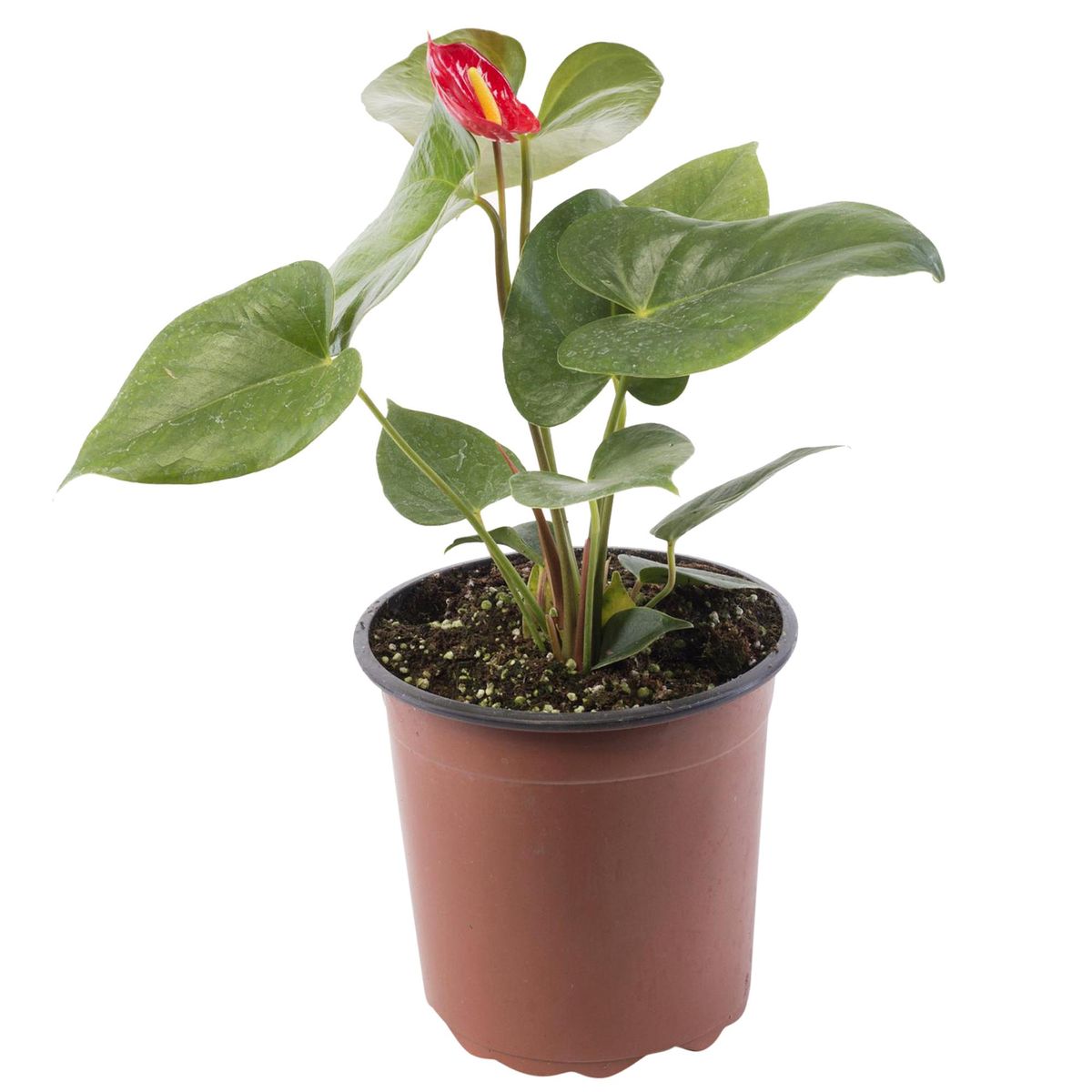 VIVEROS HIJUELAS - Anthurium 30 cm Natural CT17