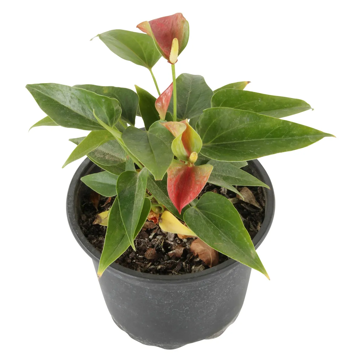 VIVEROS HIJUELAS - Anthurium 30 cm Natural CT17