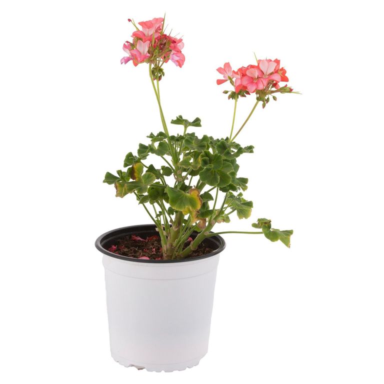 Cardenal Fantasy 15 cm Natural CT17