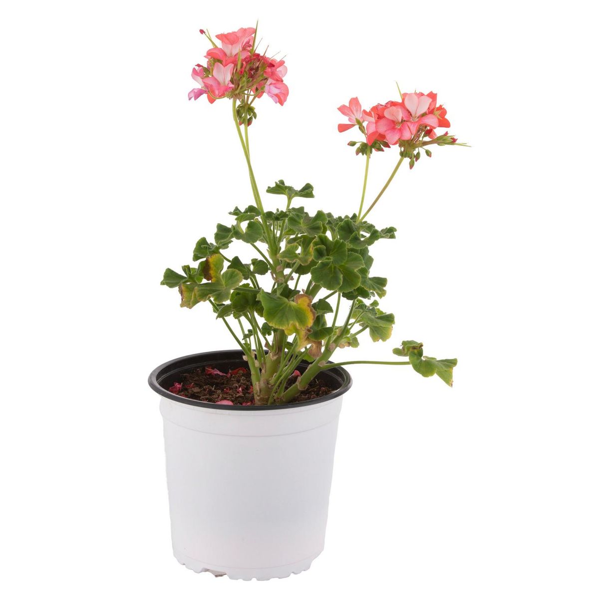 FLORES DE MI TIERRA - Cardenal Fantasy 15 cm Natural CT17