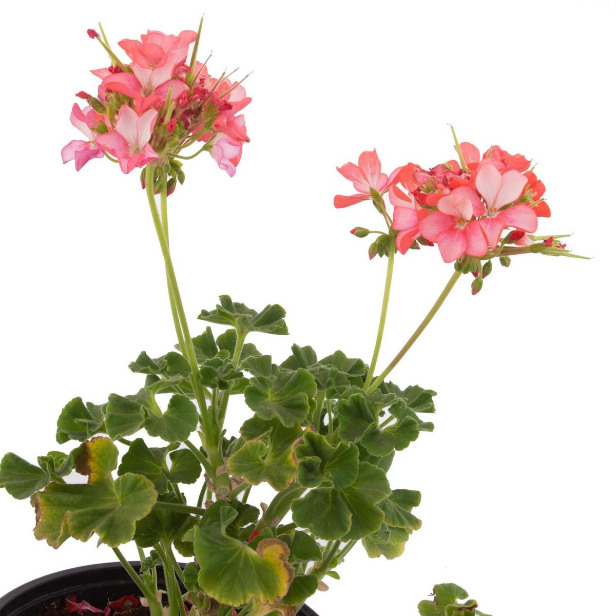 FLORES DE MI TIERRA - Cardenal Fantasy 15 cm Natural CT17