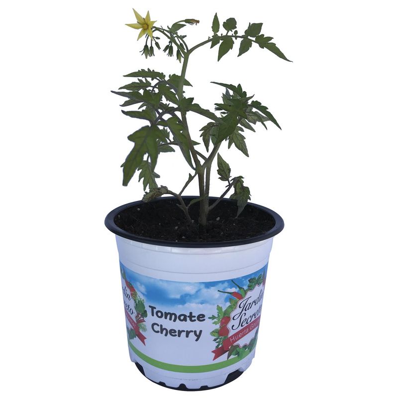 JARDIN SECRETO - Tomate Cherry 20 cm Natural CT12