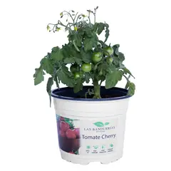 LAS BANDURRIAS - Tomate Cherry 20 cm Natural CT13