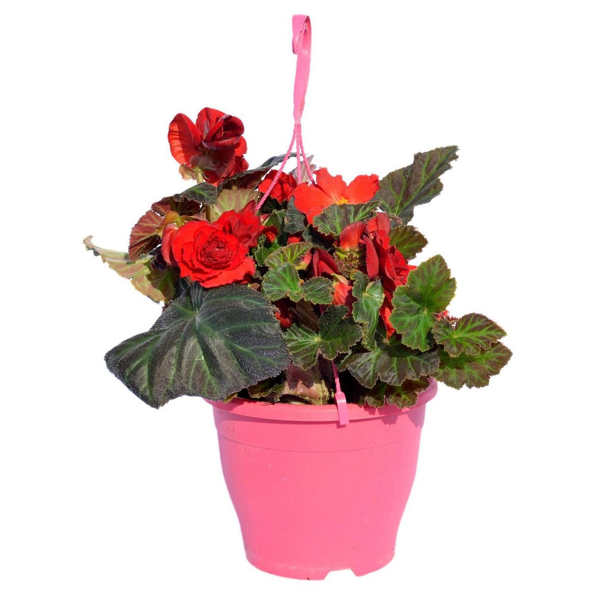 FLORES DE MI TIERRA - Begonia Ruffled 35 cm Natural CT23