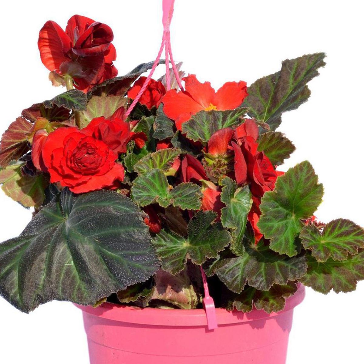 FLORES DE MI TIERRA - Begonia Ruffled 35 cm Natural CT23