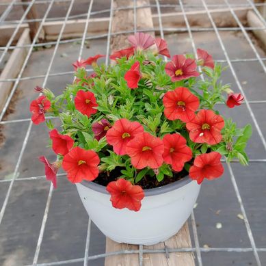 Calibrachoa 15 cm Natural CT20