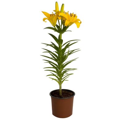 Lilium x 1 Bulbo 40 cm Natural CT13