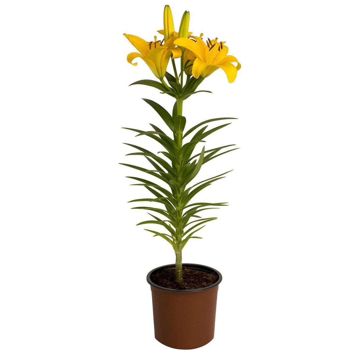 PAZ Y FLORA - Lilium x 1 Bulbo 40 cm Natural CT13