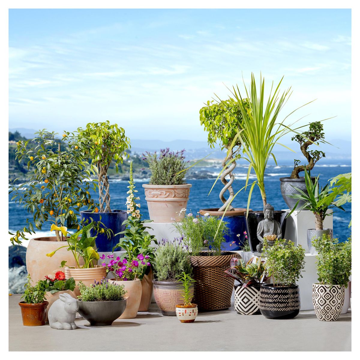 PAZ Y FLORA - Lilium x 1 Bulbo 40 cm Natural CT13