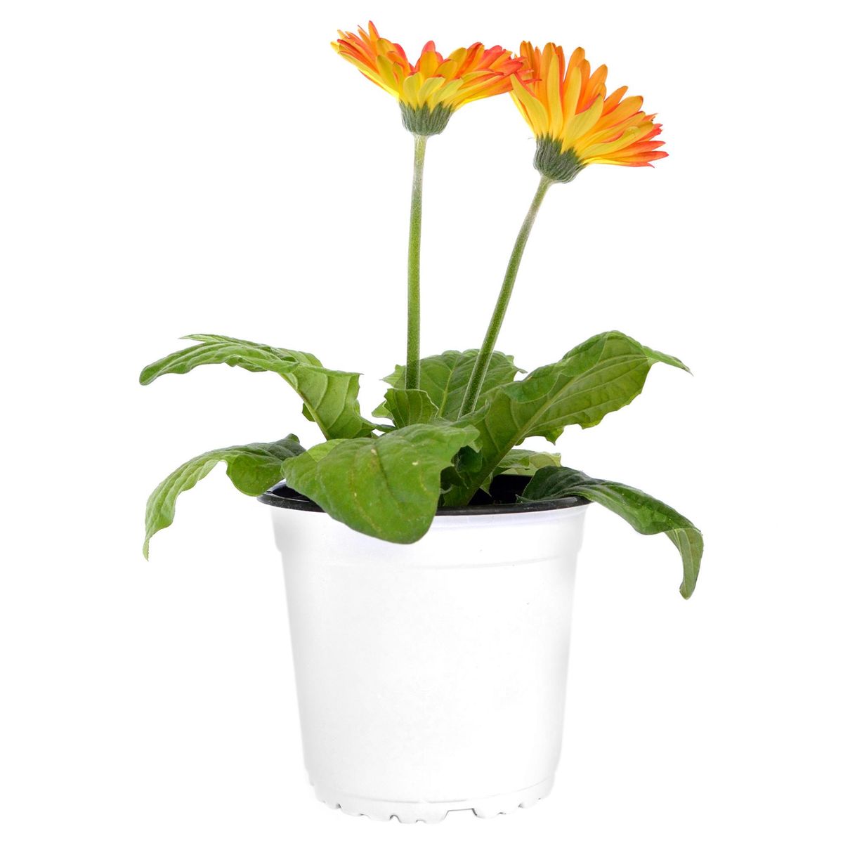FLORES DE MI TIERRA - Gerbera Revolution 35 cm Natural CT15