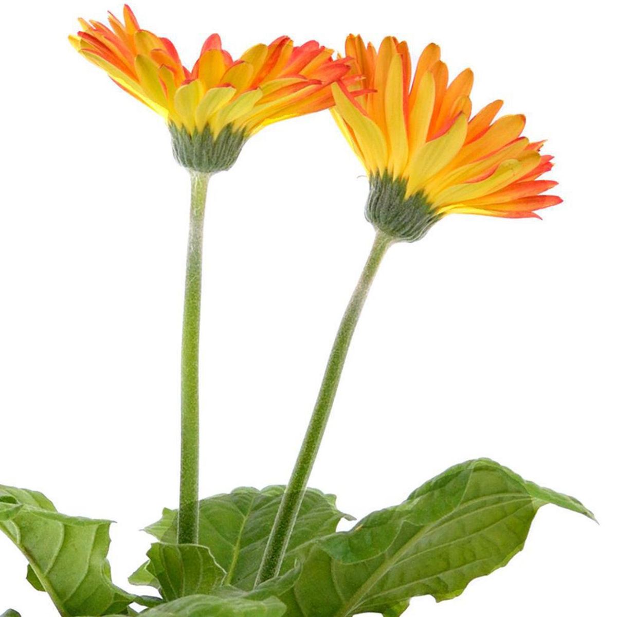 FLORES DE MI TIERRA - Gerbera Revolution 35 cm Natural CT15