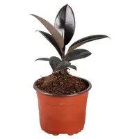 Gomero Burgundy 20 cm Natural CT13