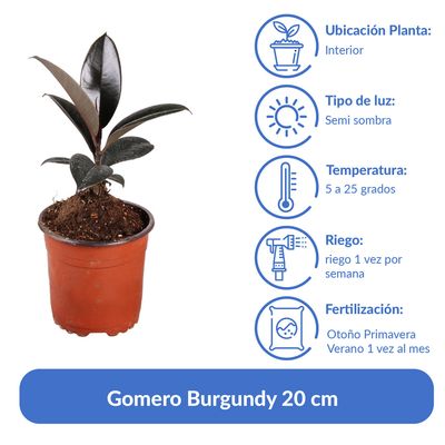 Imagen 2 del producto Gomero Burgundy 20 cm Natural CT13