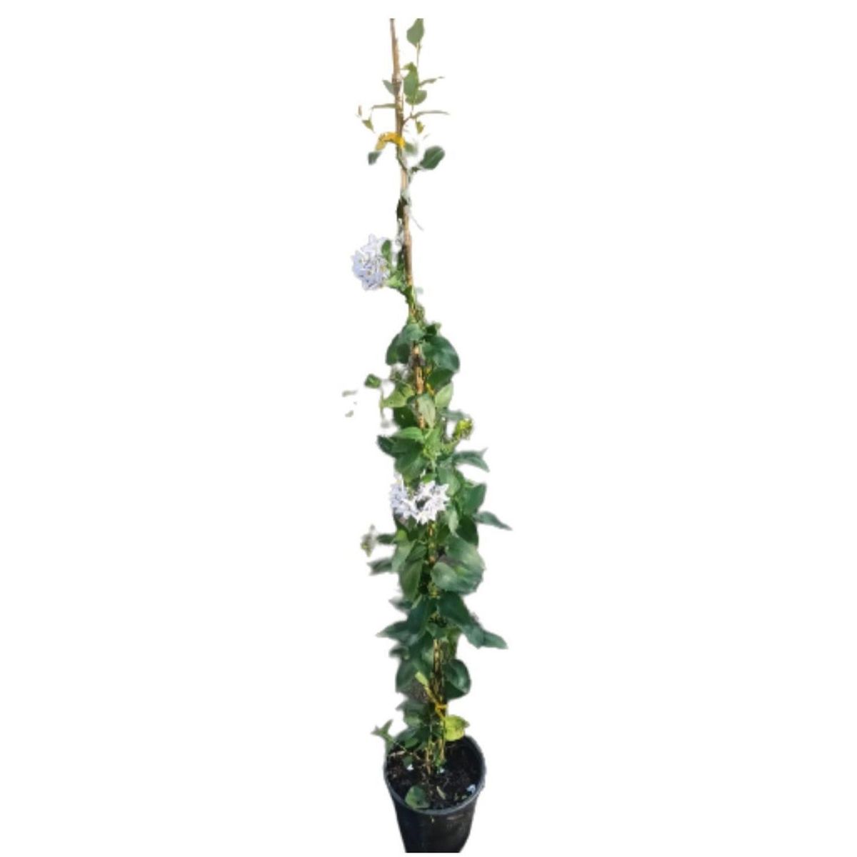 LAS BANDURRIAS - Solanum Jasminoides 50 cm Natural CT12