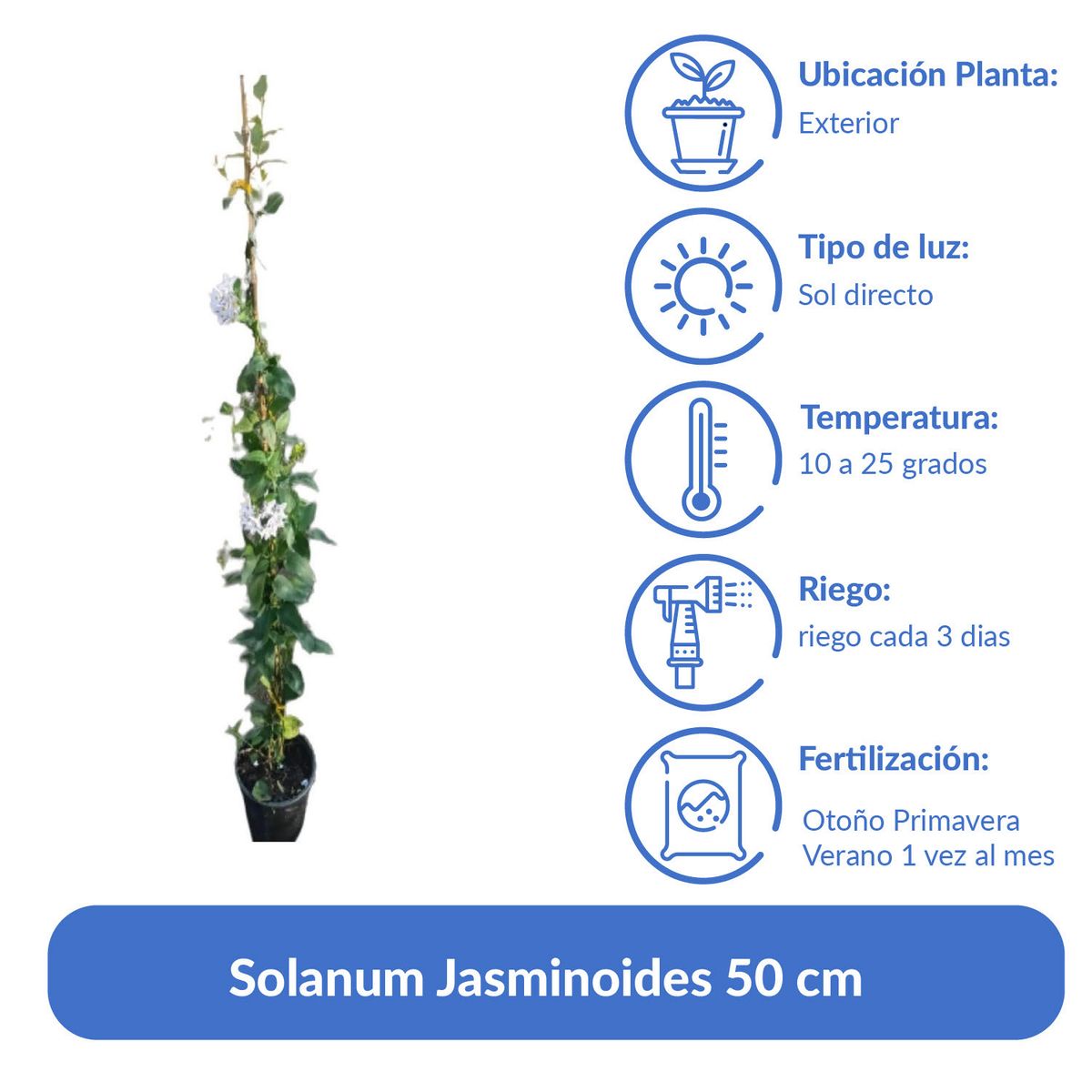 LAS BANDURRIAS - Solanum Jasminoides 50 cm Natural CT12