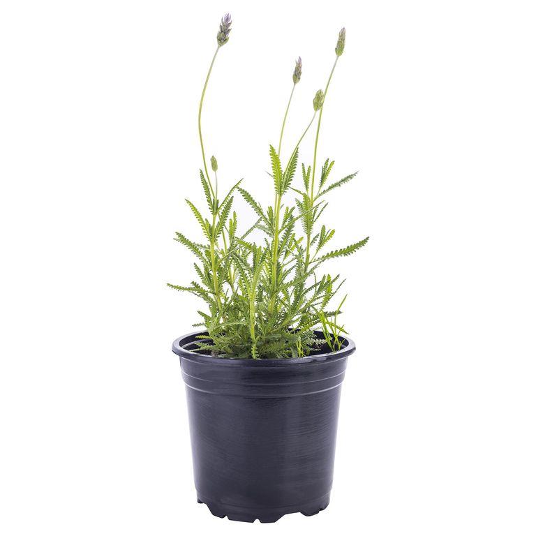 Lavanda Francesa 30 cm Natural CT14