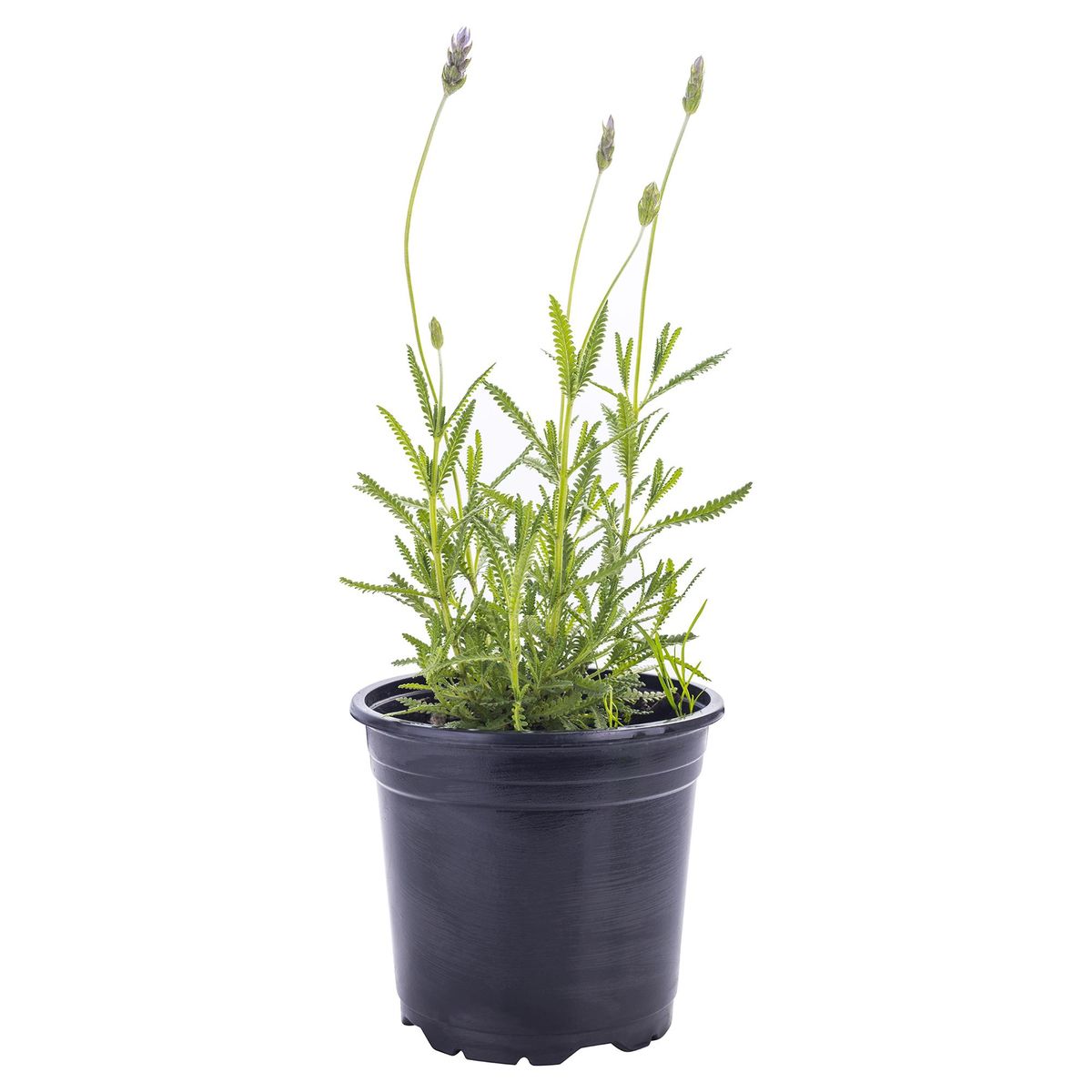 LAS BANDURRIAS - Lavanda Francesa 30 cm Natural CT14