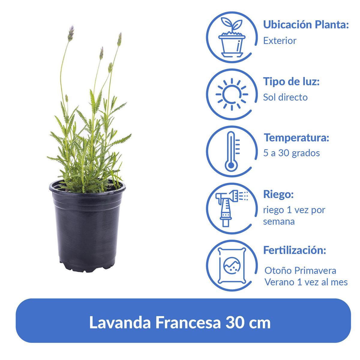 LAS BANDURRIAS - Lavanda Francesa 30 cm Natural CT14