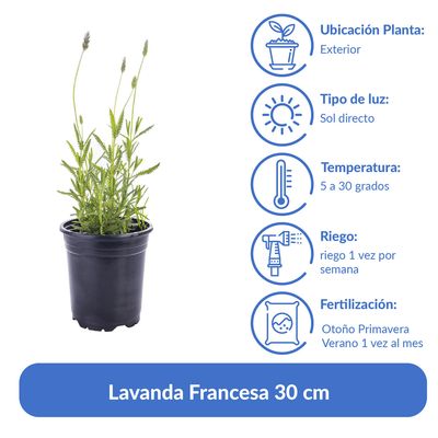 Imagen 2 del producto Lavanda Francesa 30 cm Natural CT14